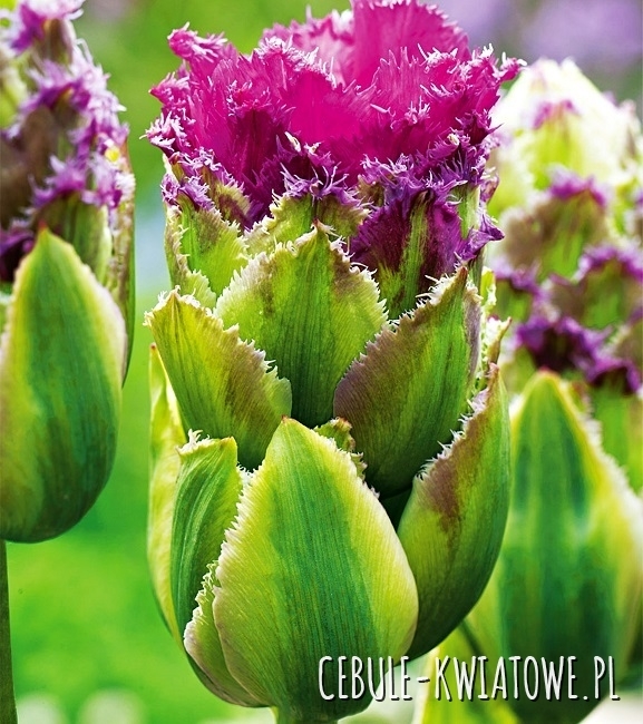 Tulipan Lodowy Purple Tower 5 szt.