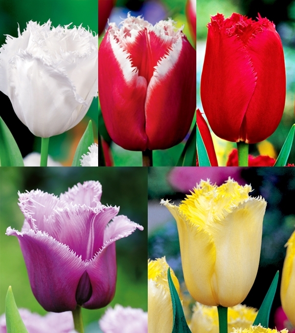 Zestaw Tulipan Strzępiasty 2