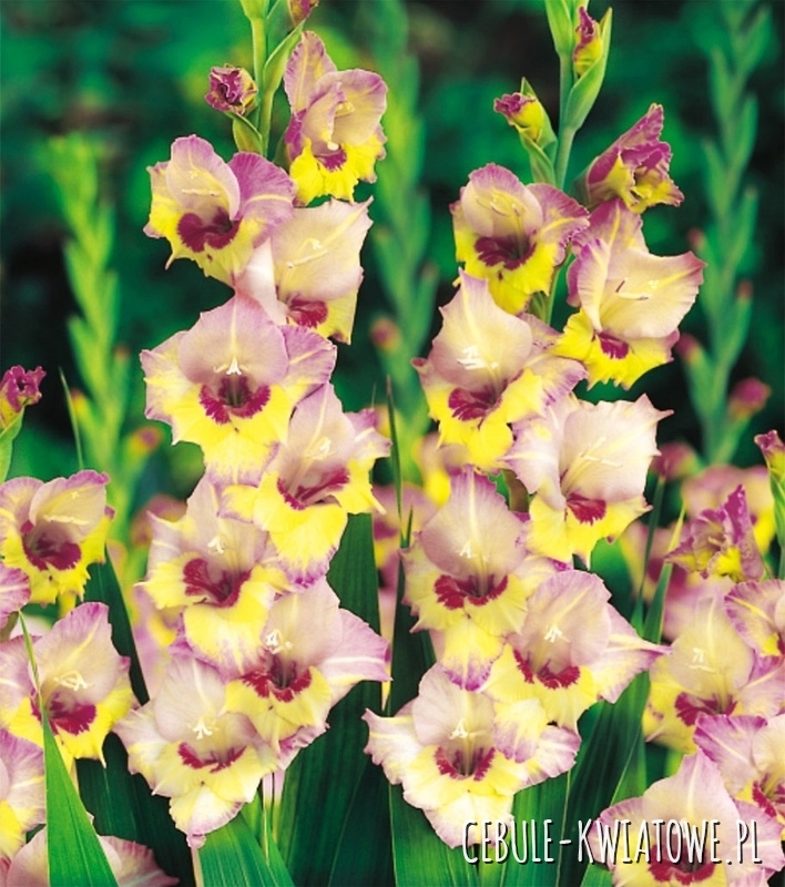 Gladiolus Mieczyk Wielkokwiatowy Sapporo 5 szt.