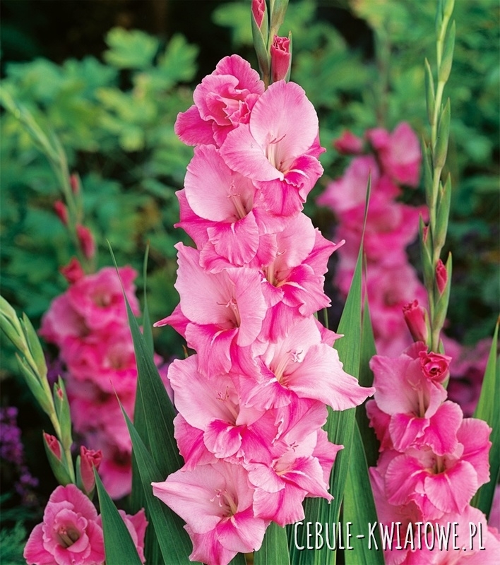Gladiolus Mieczyk Wielkokwiatowy Pink Parrot 5 szt.