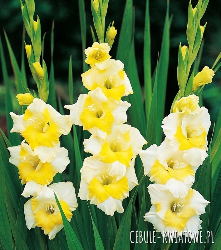 Gladiolus Mieczyk Wielkokwiatowy Buggy 5 szt.