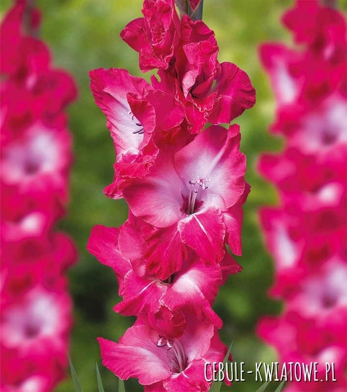 Gladiolus Mieczyk Wielkokwiatowy Karaoke 5 szt.