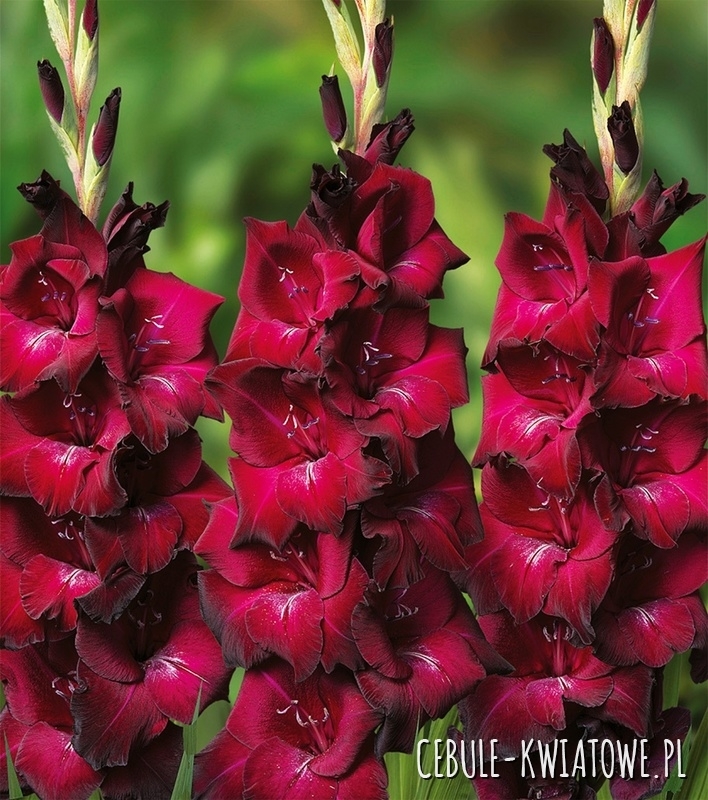 Gladiolus Mieczyk Wielkokwiatowy Ravel 5 szt.