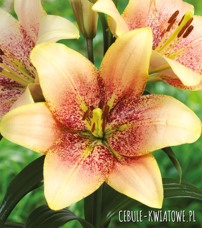 Lilia Sweet Desire 1 szt.