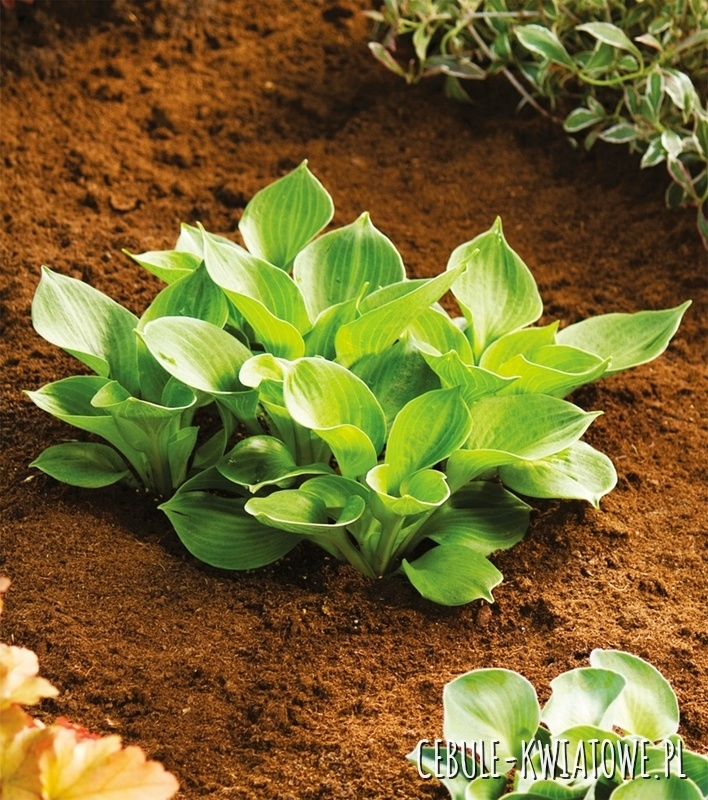 Hosta - Funkia Monster Ears - Mysie Uszka 1 szt.