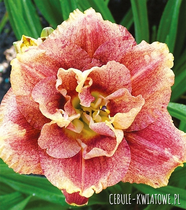 Hemerocallis - Liliowiec Happy Hooligan 1 szt.