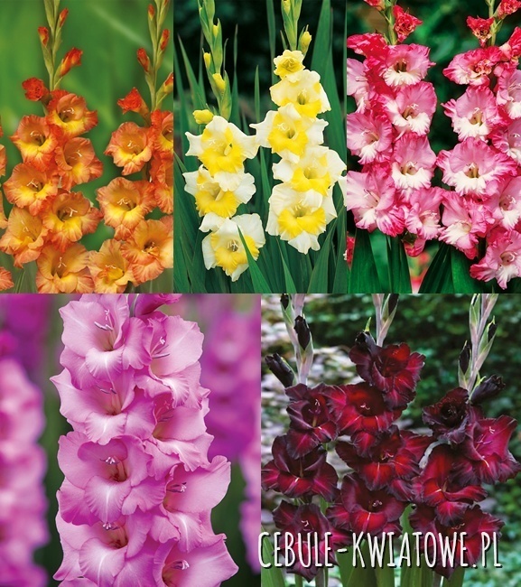 Zestaw Mieczyk Wielkokwiatowy 16 12/14