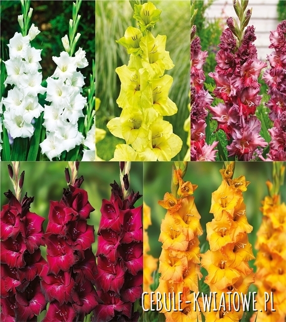 Zestaw Mieczyk Wielkokwiatowy 17 12/14