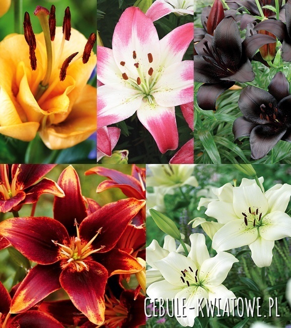 Zestaw Lilia Różna 16/18