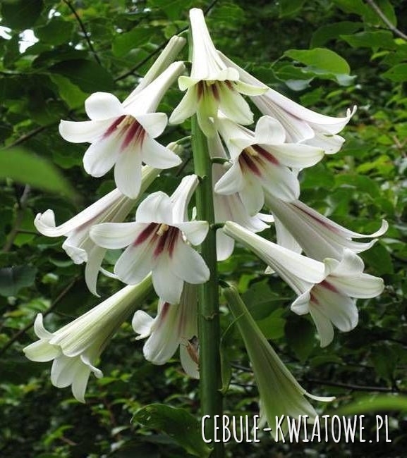Cardiocrinum Giganteum –  Lilia Himalajska 1 szt