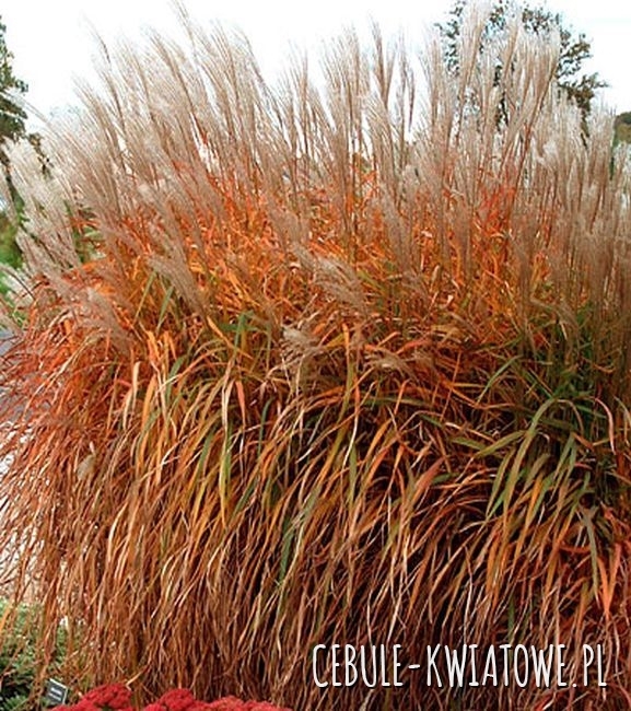 Miscanthus Purpurascens Trawa Ozdobna - doniczka p9 1 szt.