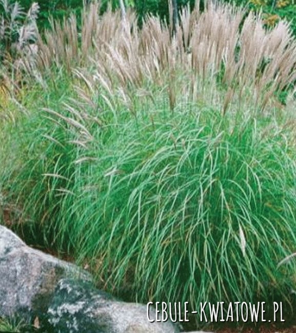 Miscanthus - Miskant Chiński Yaku Jima Trawa Ozdobna Sadzonka Doniczka P9