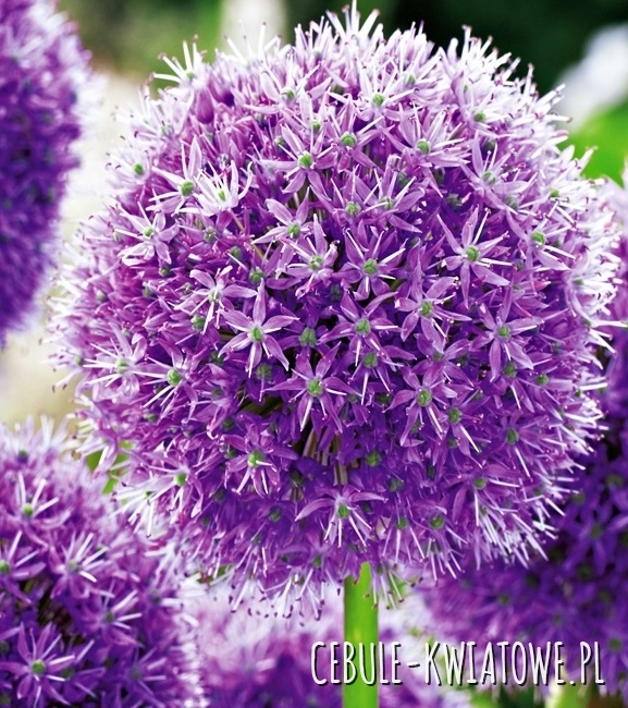 Allium - Czosnek His Excellency 1 szt.