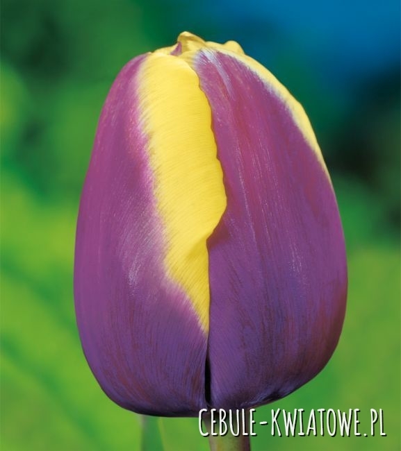 Tulipan Triumph Arabian Beauty 5 szt.