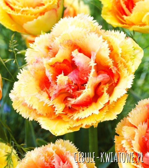 Tulipan Strzępiasty Vaya Con Dios 3 szt.