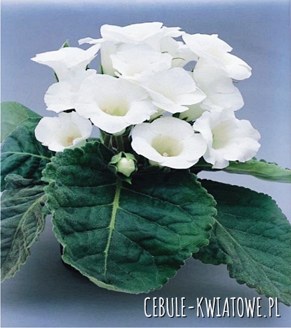 Gloksynia Mont Blanc 1 szt.