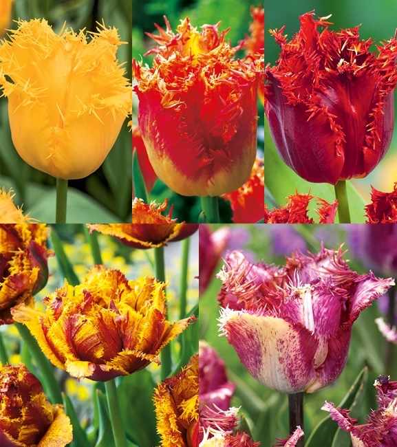 Zestaw Tulipan Strzępiasty 5