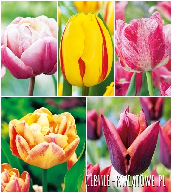 Zestaw Tulipan Ekskluzywny 2