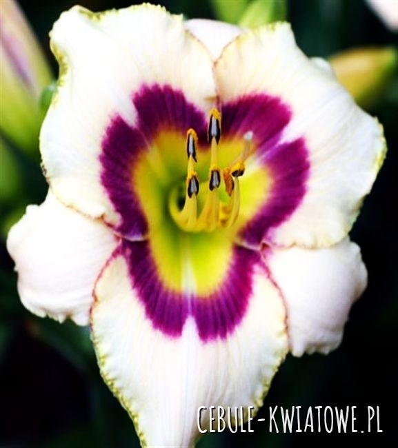 Hemerocallis Liliowiec Blueberry Candy 1 szt.