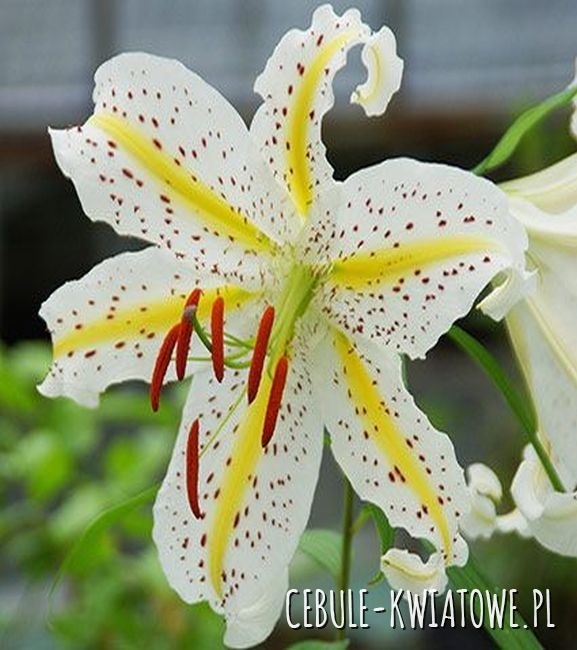 Lilia Orientalna Auratum 1 szt.
