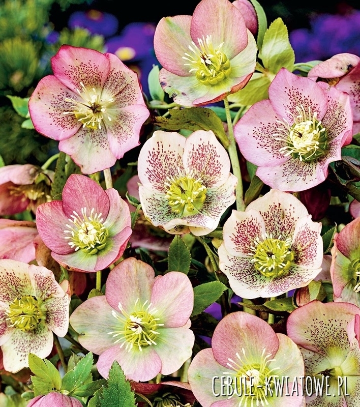 Helleborus Ciemiernik Orientalis 1 szt.