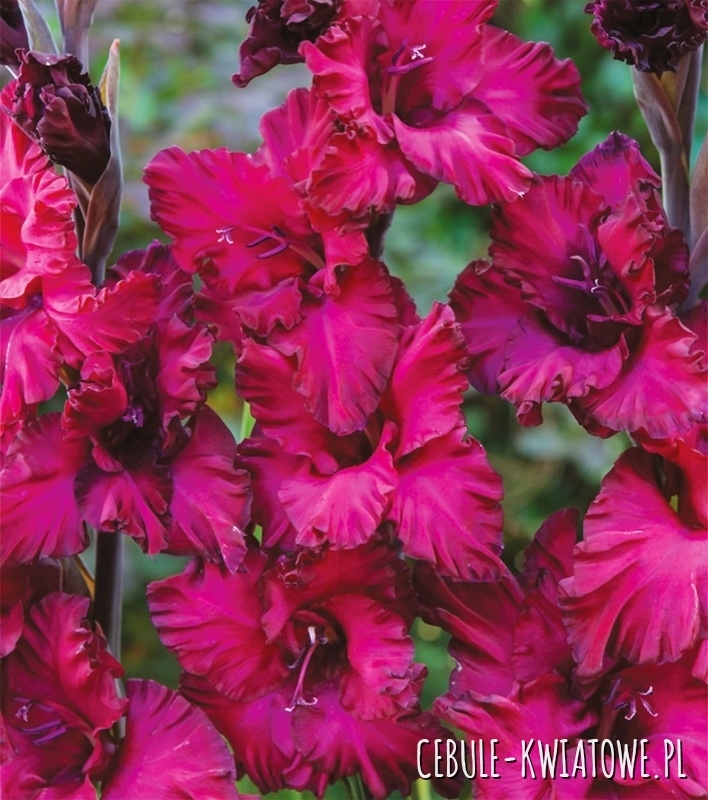 Gladiolus Mieczyk Karbowany Mighty Joe Frizzle 5 szt.