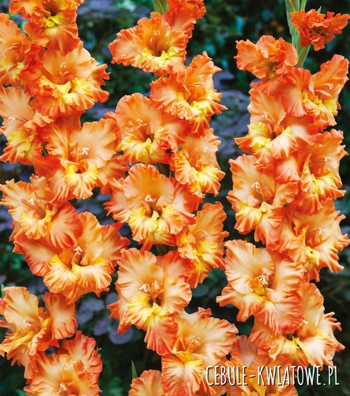 Gladiolus Mieczyk Karbowany Princess Frizzle 5 szt.