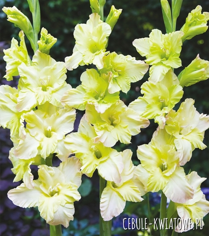 Gladiolus Mieczyk Wielkokwiatowy Alicia 5 szt.