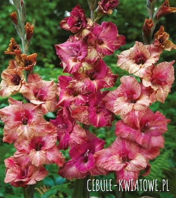 Gladiolus Mieczyk Wielkokwiatowy Brunette 5 szt.