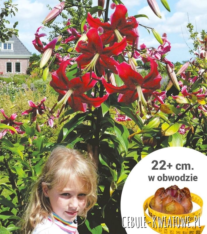 Lilia Drzewiasta Czerwona 1 szt.