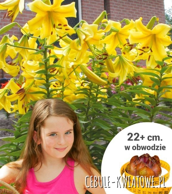 Lilia Drzewiasta Żółta 1 szt.