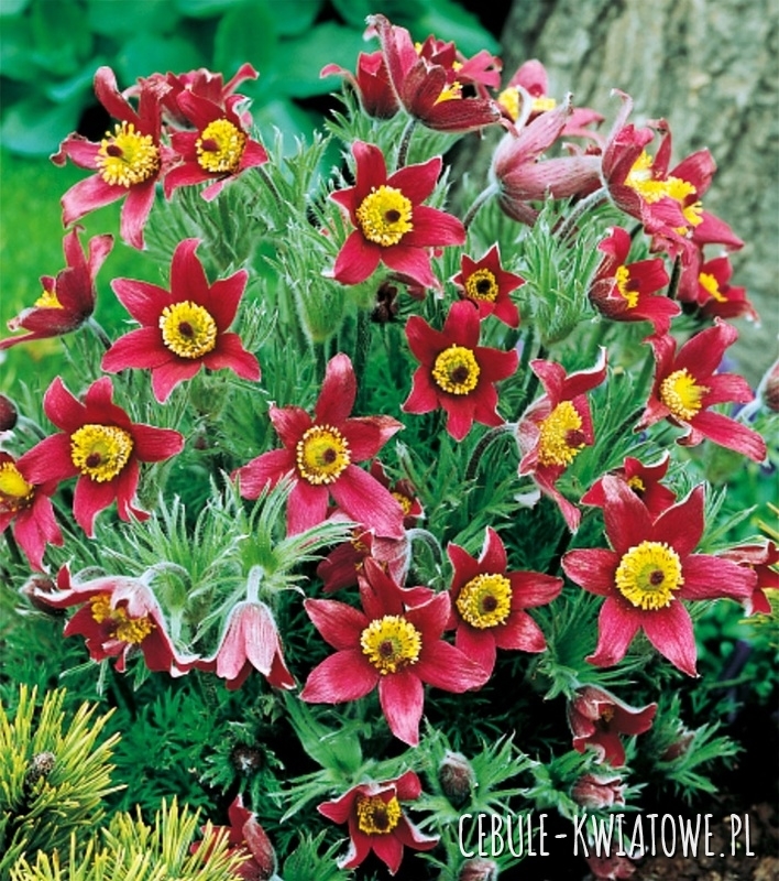 Pulsatilla Sasanka Czerwona 1 szt.