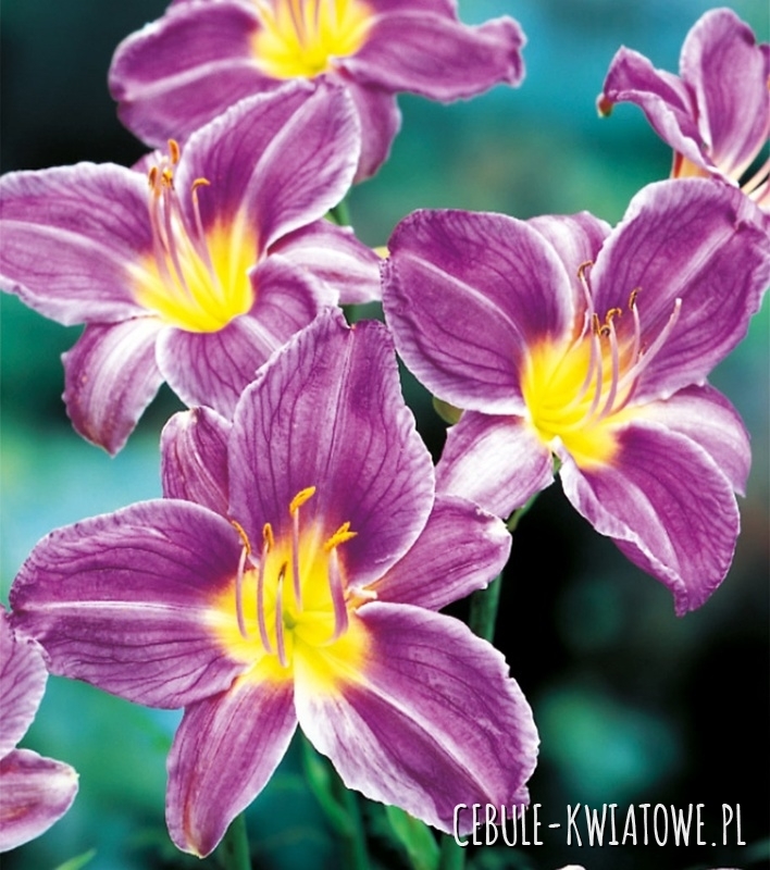 Hemerocallis Liliowiec Blue Sea 1 szt.