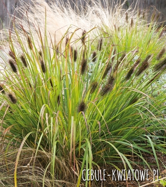 Rozplenica japońska- piórkówka - Pennisetum alopecuroides 'Black Beauty' 1 szt.