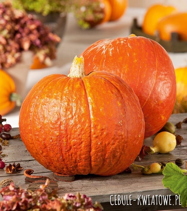 Dynia Olbrzymia Big Max Halloween Gigant