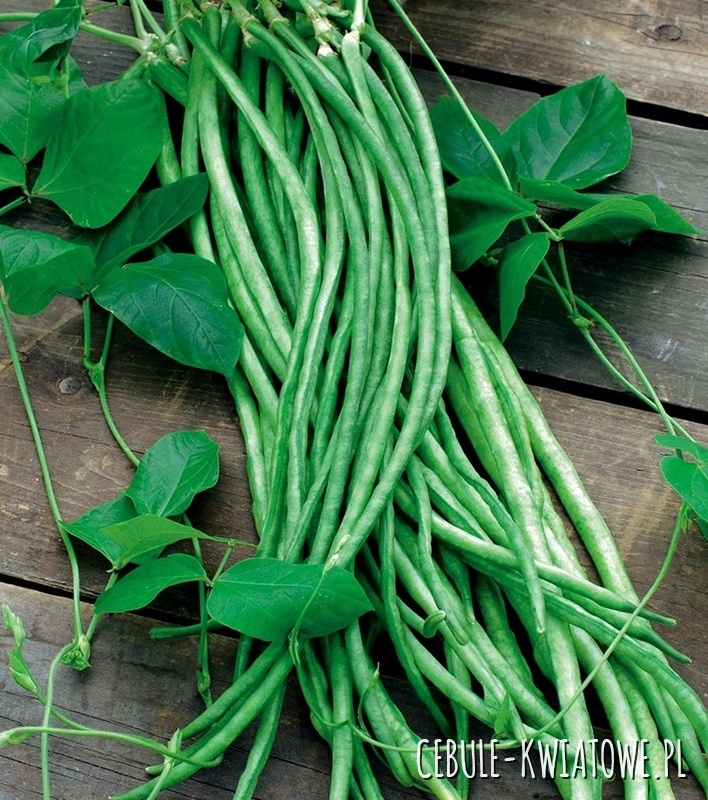 Fasolnik Chiński Metro Rouge