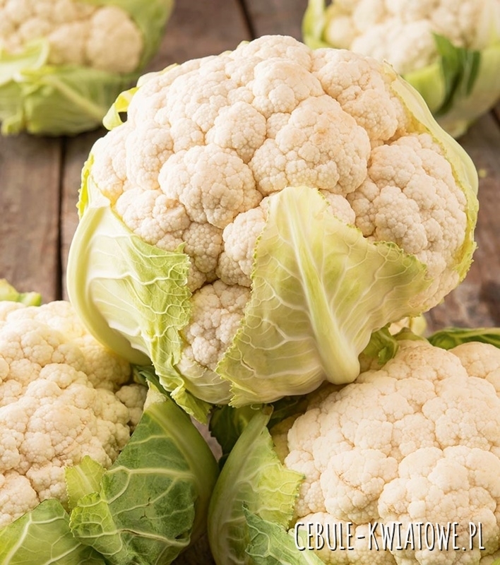 Kalafior Early Snowball X biały