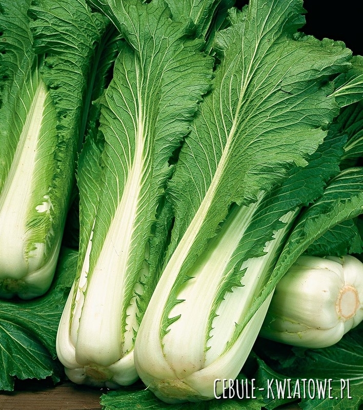 Kapusta Chińska Pak-Choi Joi Choi