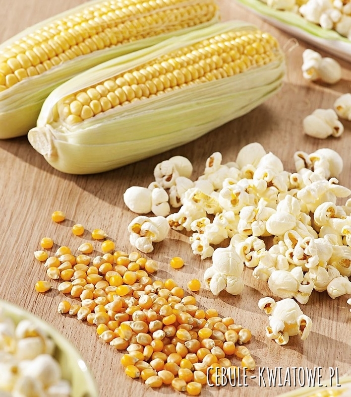 Kukurydza Pękająca Płomyk - na popcorn
