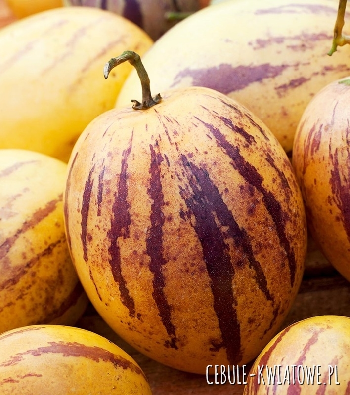 Pepino