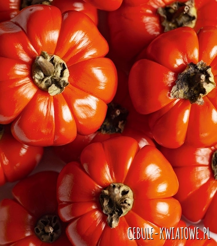 Pomidor Or Pera A'abruzzo - wysoki gruntowy