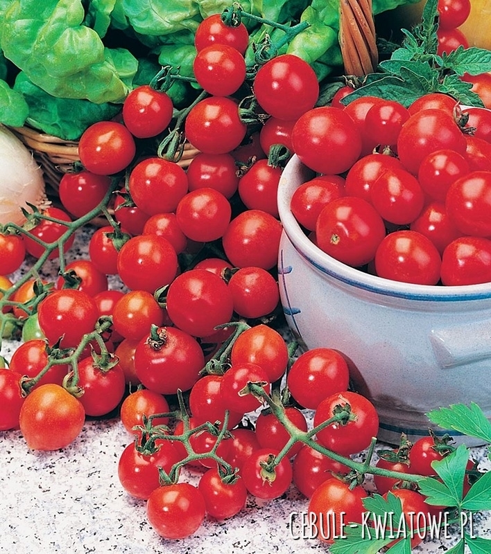 Pomidor Vilma - drobne czerwone owoce do uprawy doniczkowej
