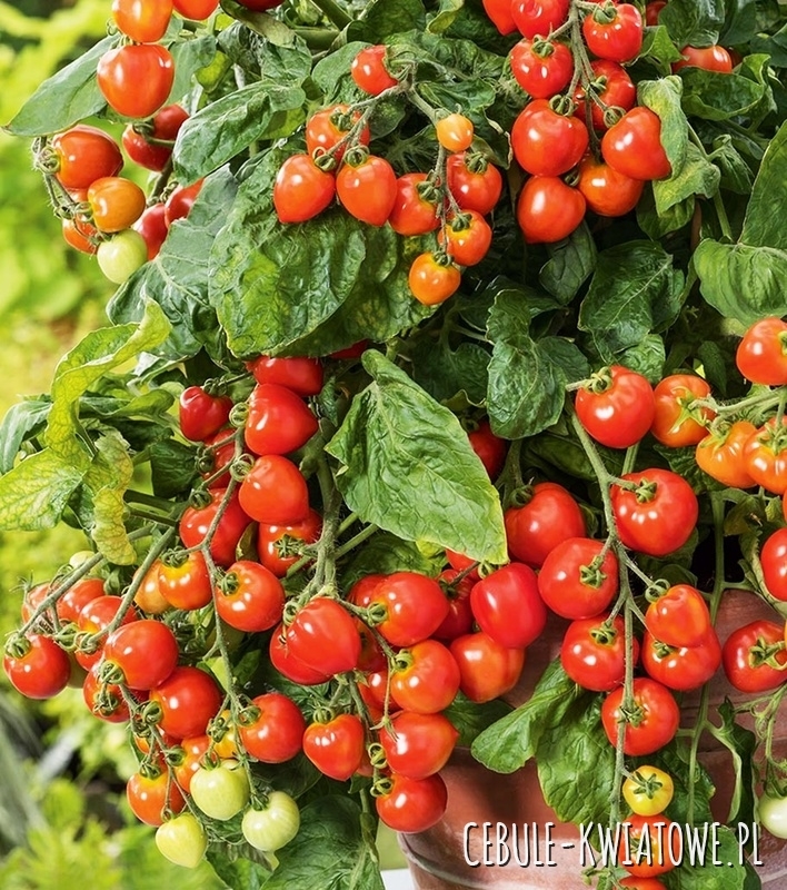 Pomidor Gartenperle - drobny czerwony dobry do uprawy doniczkowej