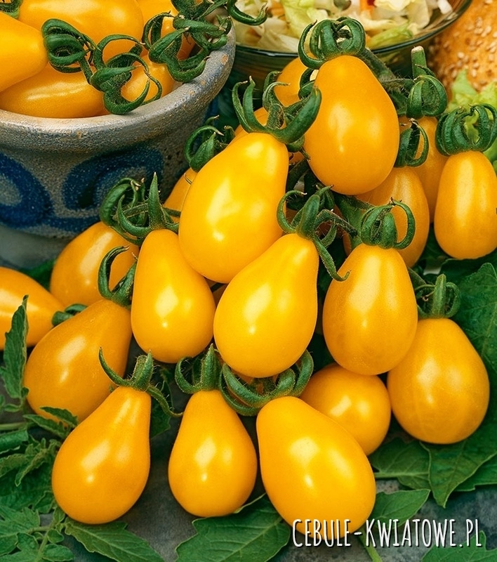 Pomidor Perun - żółty w kształcie gruszki