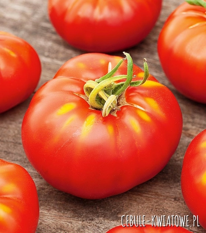 Pomidor Dafne F1 - szklarniowy