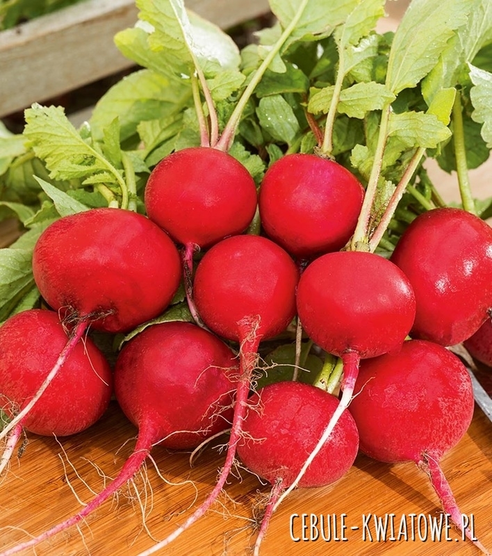 Rzodkiewka Cherry Belle - bardzo smaczna odmiana