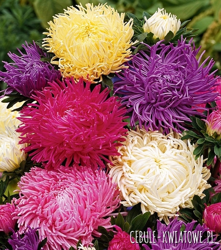 Aster Chryzantemowy Mieszanka