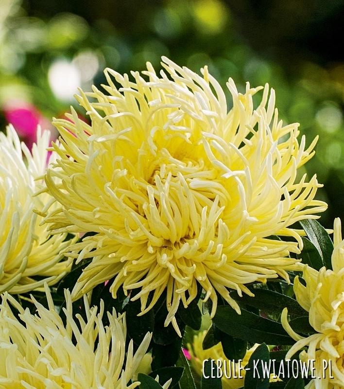 Aster Chryzantemowy Wysoki Izabella - żółty