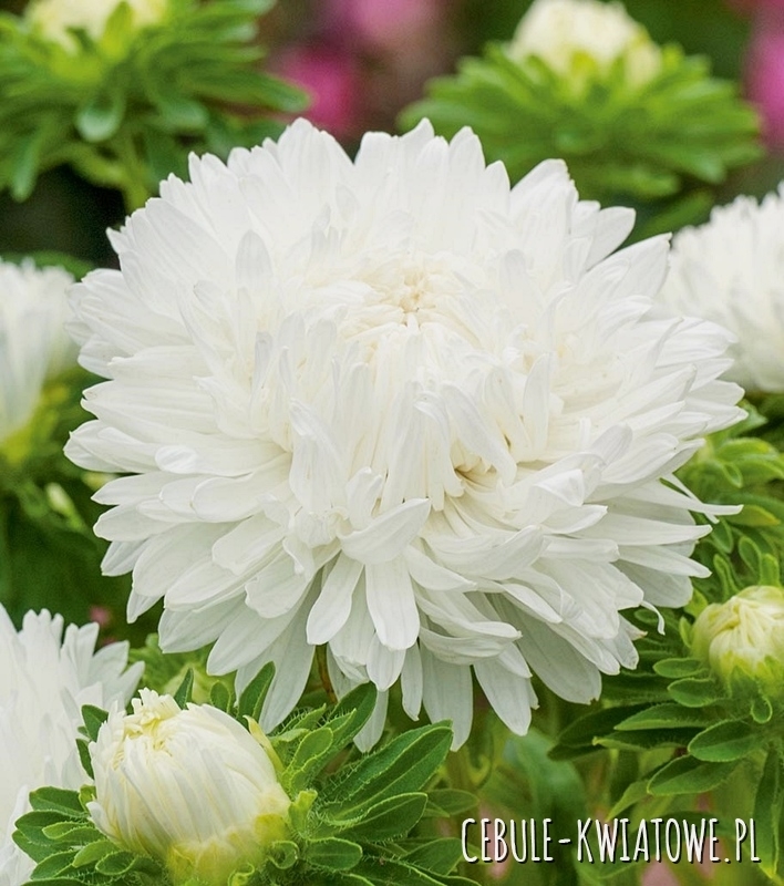 Aster Peoniowy Wysoki Perła biały