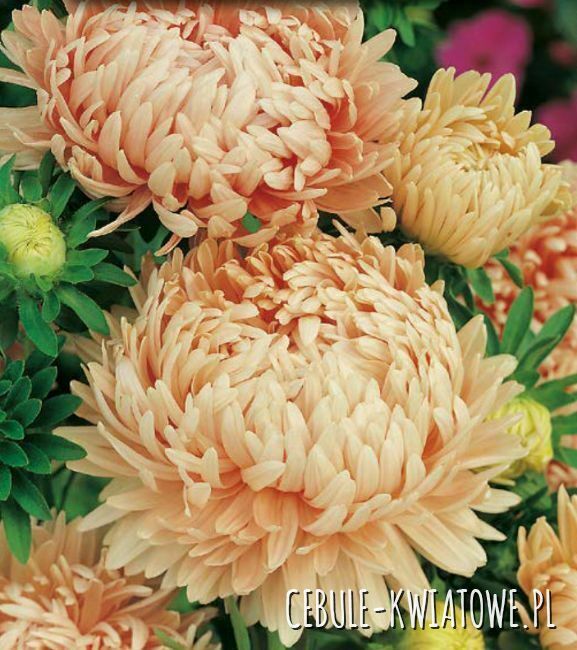 Aster Peoniowy Wysoki Sonata